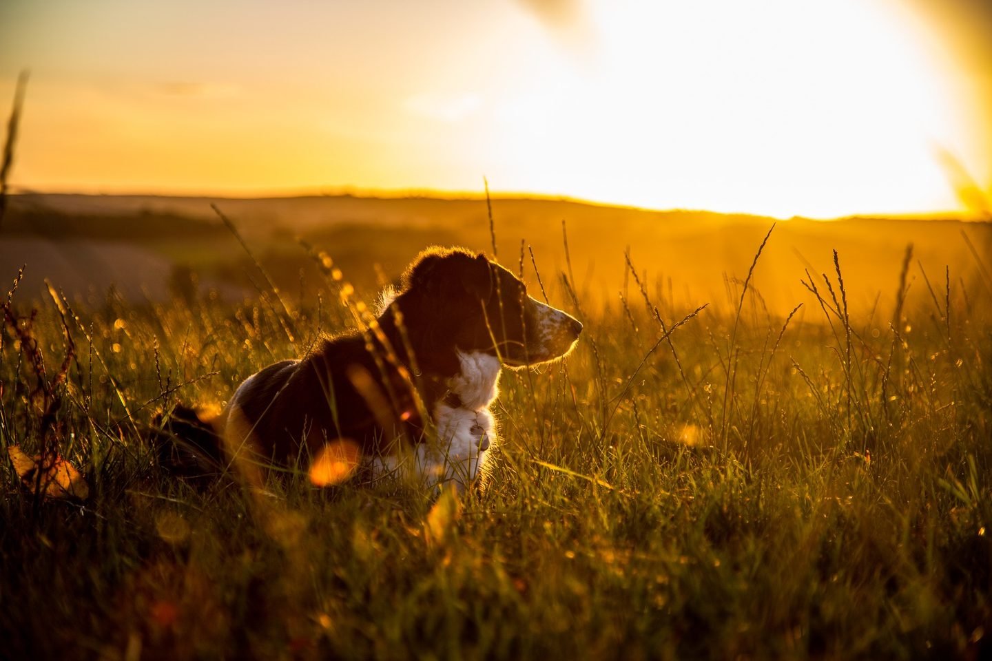 A border collie lying in long grass glowing in golden sunset light