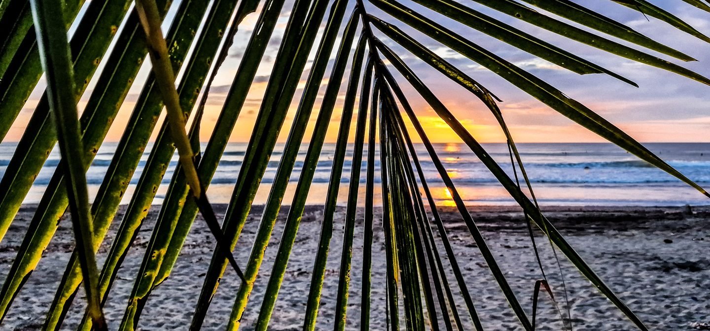 Palm fronds framing a tropical beach at sunset