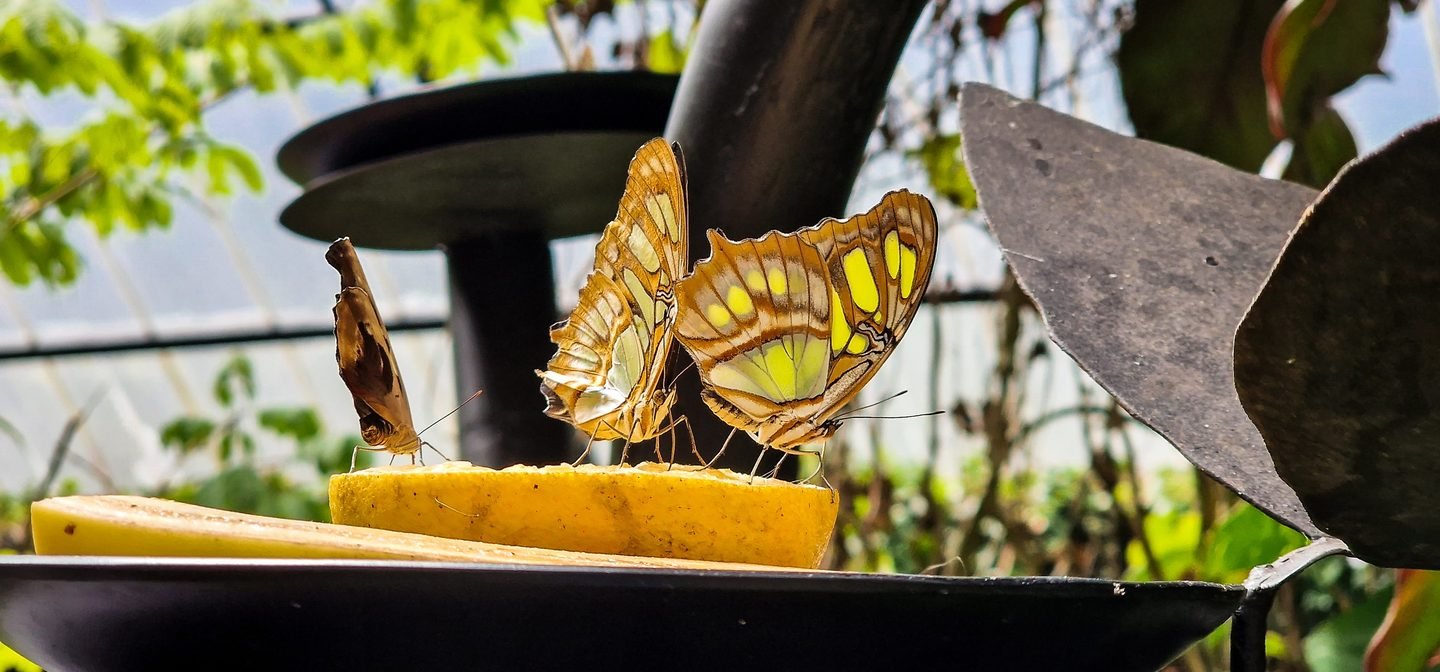 Malachite butterflies feeding on fruit in a tropical garden
