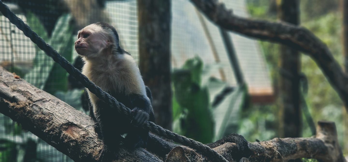 A capuchin monkey perched on a branch in Costa Rica