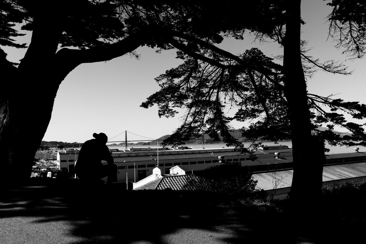 Black and white silhouette of cypress trees framing the Golden Gate Bridge